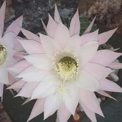 Bida82's Chat & Dating Profile