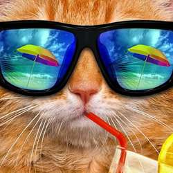 CockSucker04's Chat & Dating Profile